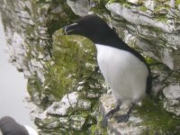 razorbill dscn6169e_filtered.jpg