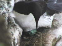 guillemot egg p5182900c.jpg