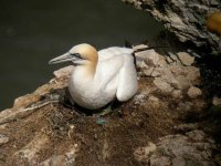 gannet dscn6287e_filteredo.jpg