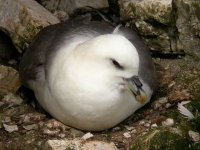 fulmar dscn6208eo.jpg