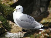 kittiwake p5182875c.jpg