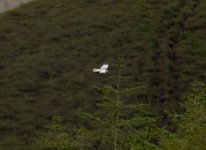 male hen harrier.jpg