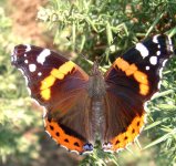 butterfly 019.jpge.jpg