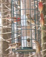 purple finch bonanza.jpg