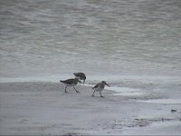 Shorebirds 1a.jpg