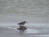 Shorebirds 1b.jpg