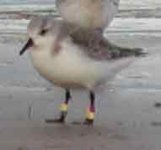 ringed-sanderling.jpg