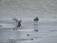 Shorebirds 1e.jpg