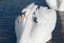 uncropped artistic swan.jpg