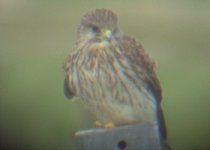 Kestrel200404.jpg