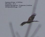 P1101021redkite copy.jpg