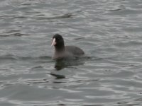 coot2.jpg