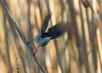 Sardinian-Warbler.jpg