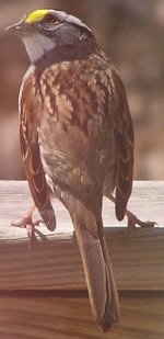 White-throated sparrow.jpg