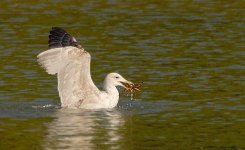 gull crab 3.jpg