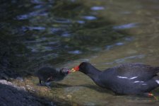 copy of moorhen feeding chick ar 286 r.jpg