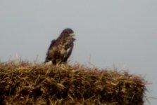 buzzard adult templetown oct 06.jpg