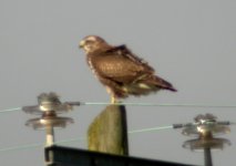 buzzard templetown oct 06.jpg