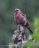 whitebrowrfinch1.jpg