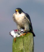 peregrine falcon with pprey balaggan nov 06.jpg