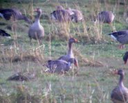 greylag lgreen280107.JPG