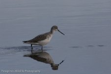 Greenshank.jpg