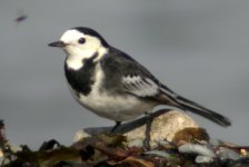 pied wagtail rosscarbury oct 06.jpg