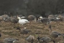 snowgoose301206_0919-01.jpg