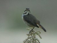 ZZ LQ BLUETHROAT 2 ALVOR 101006.jpg