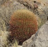 CA barrel cactus.jpg