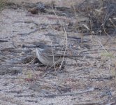 Sagebrush Sparrow.jpg