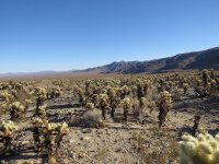 Cholla cactus %22forest%22.jpg