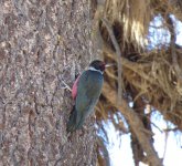 Lewis's Woodpecker.jpg