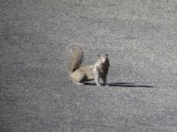 CA Ground Squirrel.jpg