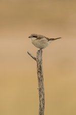 Etosha-7647.jpg