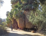 Coachella Valley Preserve.jpg