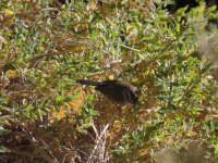 Bewick's Wren.jpg