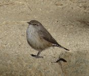 Rock Wren 2.jpg