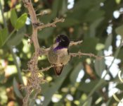 Costa's Hummingbird.jpg