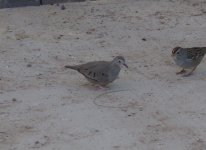 Common Ground-Dove.jpg