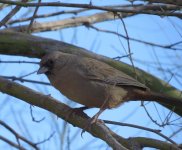 Abert's Towhee.jpg