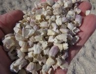 Salton Sea barnacles.jpg