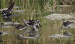 Long-billed Dowitchers.jpg