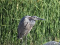 Reddish Egret.jpg