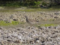 American Pipit.jpg