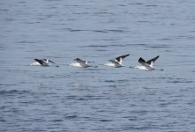 American Avocets.jpg