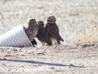 Burrowing Owls.jpg