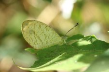 African Wood White rsa 1.jpg