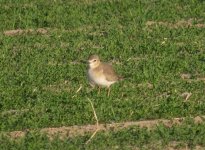 Mountain Plover.jpg