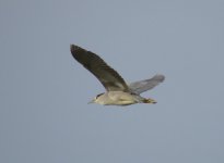 Black-crowned Night-Heron.jpg